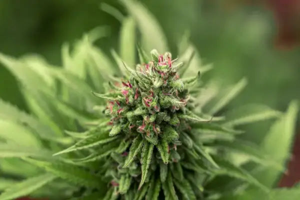 Fiori di canapa CBD e olio di CBD: Qual è la differenza?