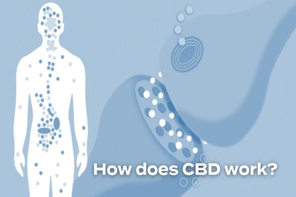 Come funziona il CBD? Una breve introduzione