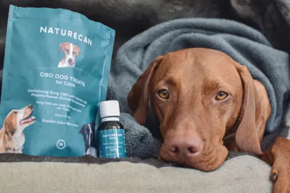 Cani e fuochi d'artificio