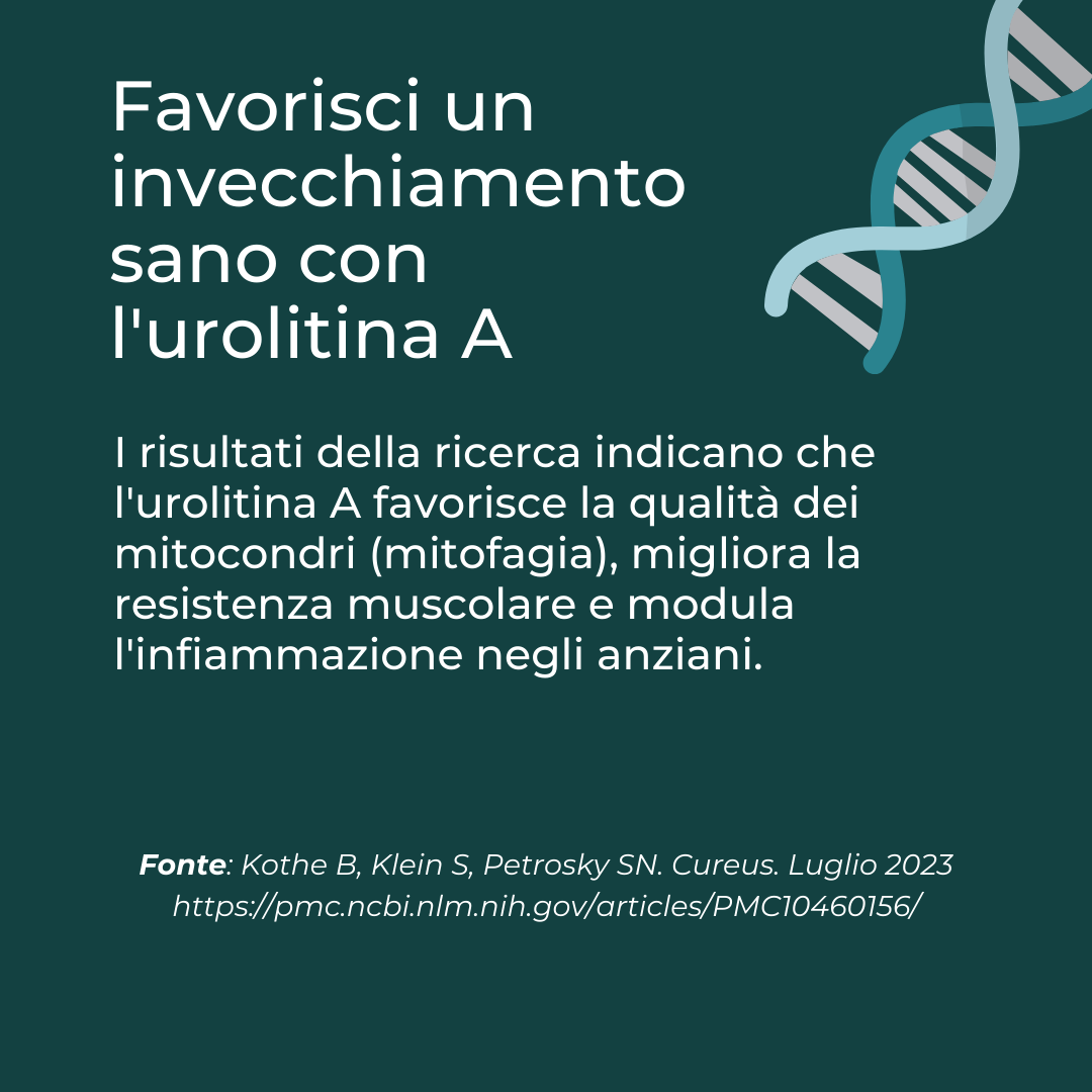 Urolitina A invecchiamento