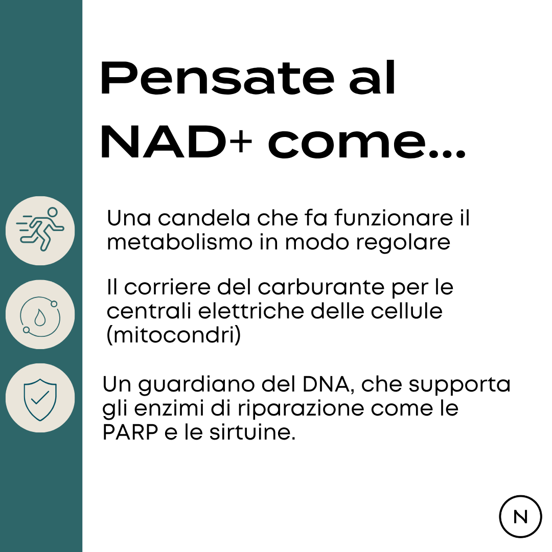 nmn nad