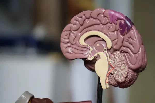 La scienza del CBD e il suo impatto sulla funzione cerebrale