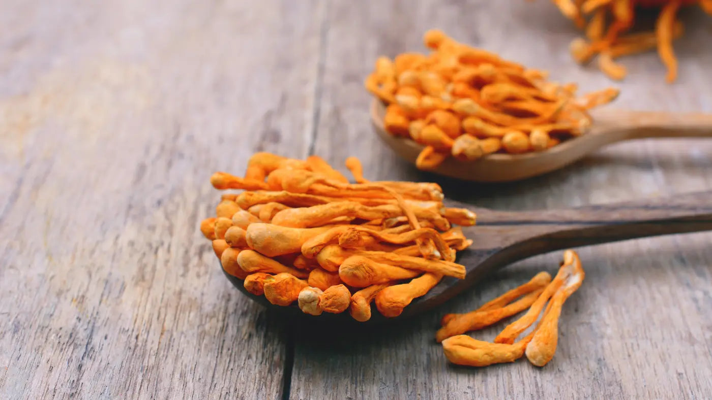 Benefici del Cordyceps 