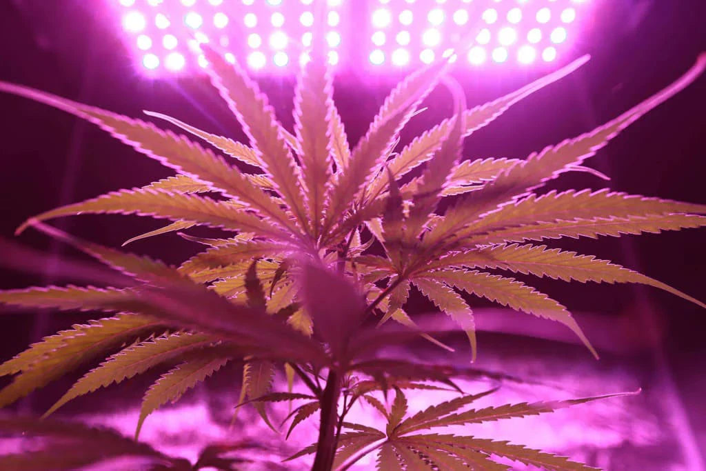 thc detox