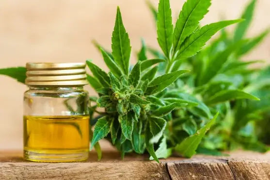 CBD vs THC