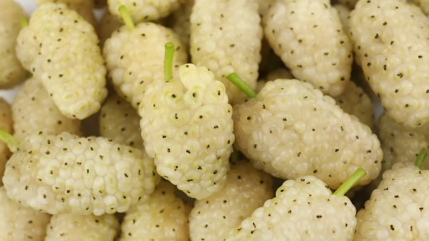 benefici gelso bianco