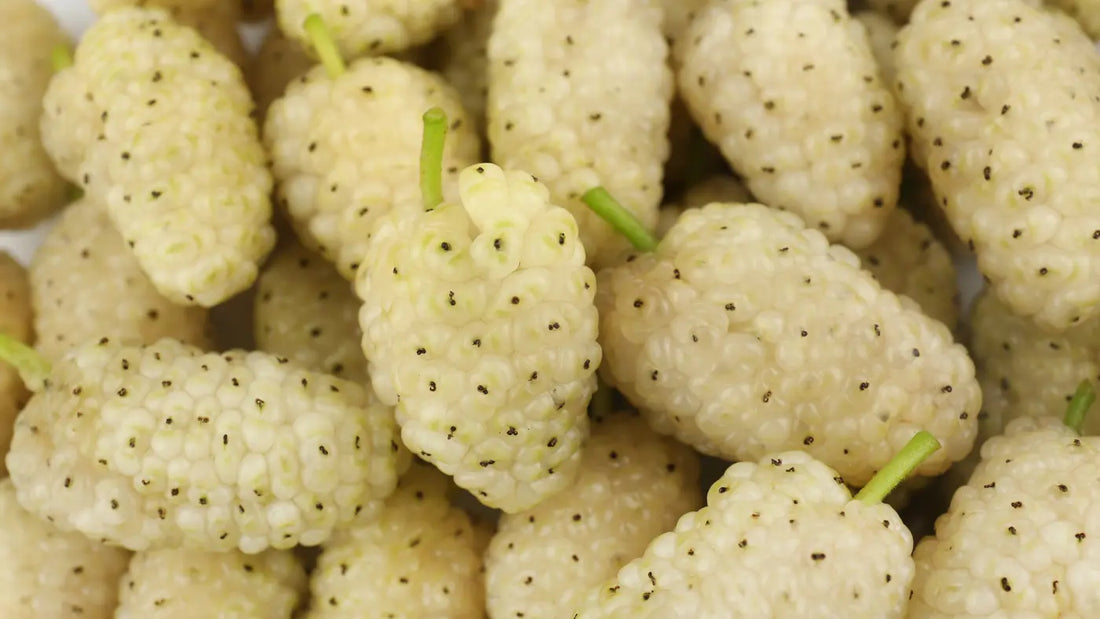 benefici gelso bianco