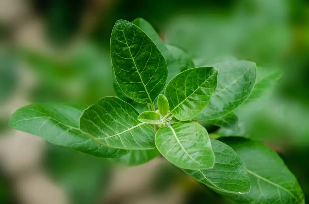 ashwagandha  benefici
