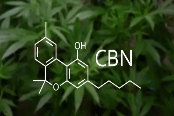 Che cos'è il CBN? L'effetto entourage con CBD, CBN e CBG