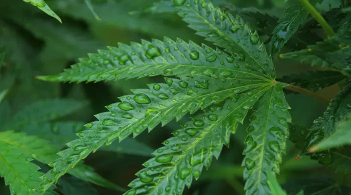 Cos'è la canapa? La differenza tra canapa, marijuana e CBD