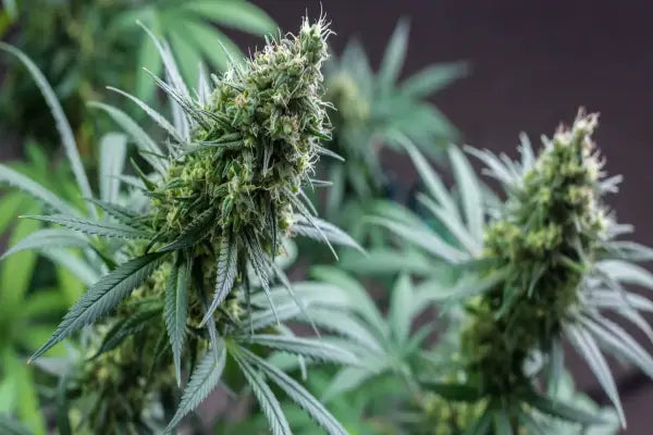 CBD liposomiale o micellare: Qual è la differenza?