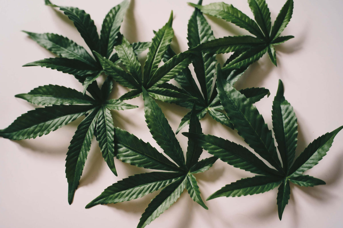 Per quanto tempo la cannabis rimane in circolo?