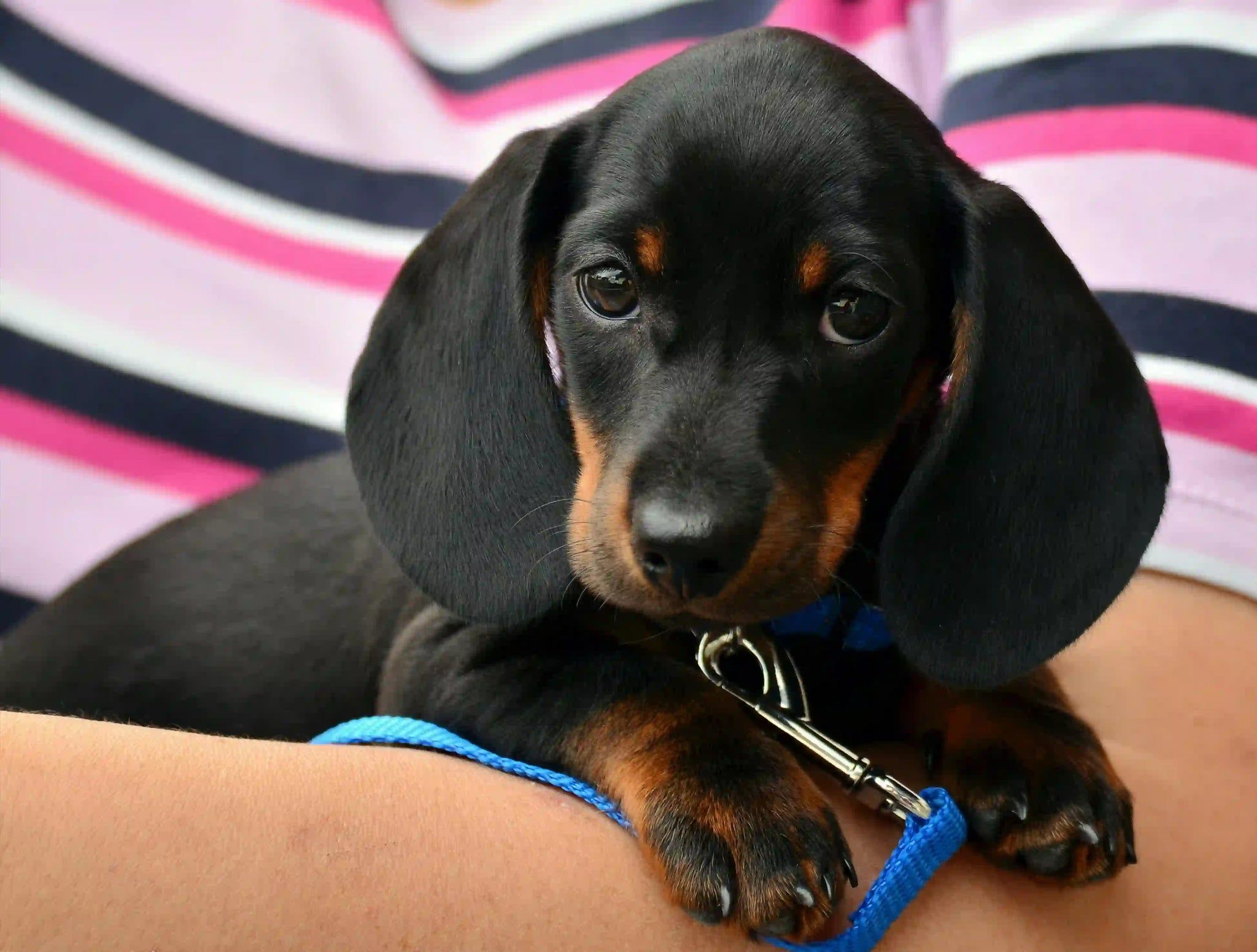 5 segni di ernia del disco nel cane: Cosa fare?