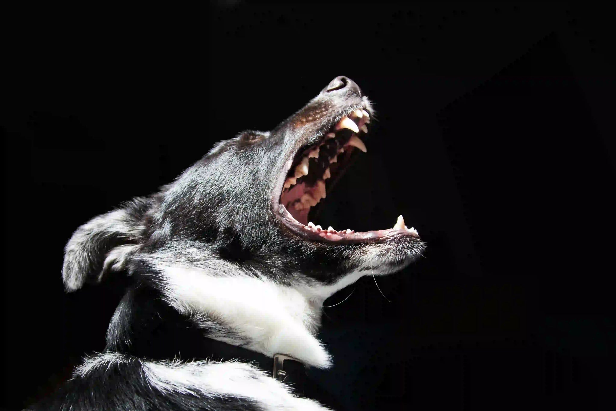 5 consigli per far smettere il cane di abbaiare in pochi secondi