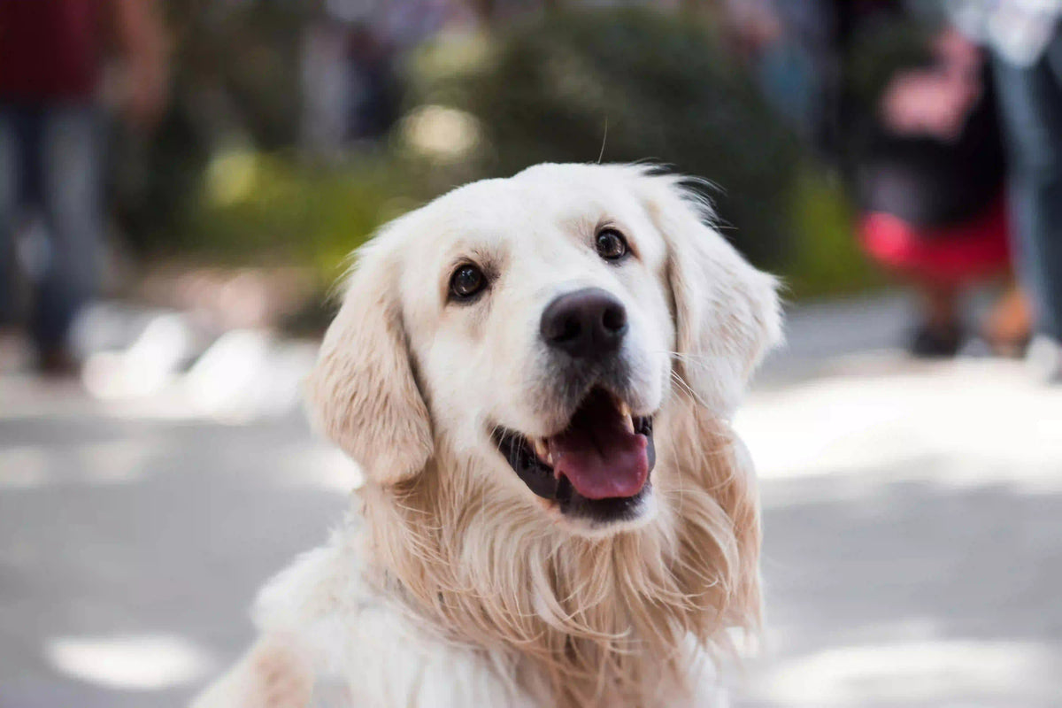 segni di un cane stressato