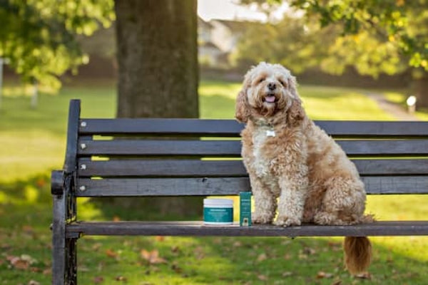  CANI CON ARTRITE E PROBLEMI DI MOBILITÀ