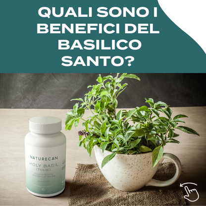 basilico santo benefici