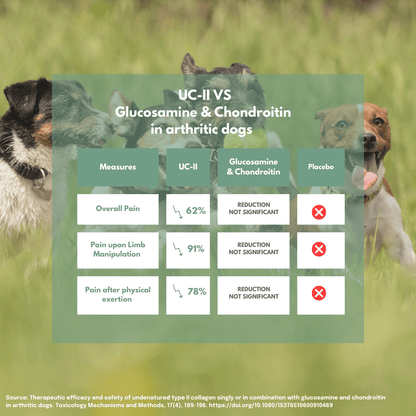 UC-II vs. Glucosamina e condroitina per cani artritici