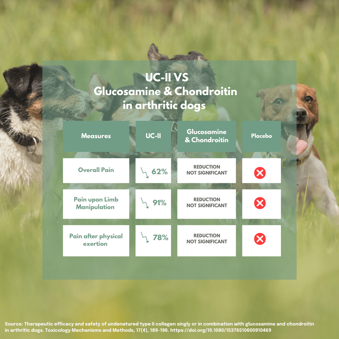 UC-II vs. Glucosamina e condroitina per cani artritici